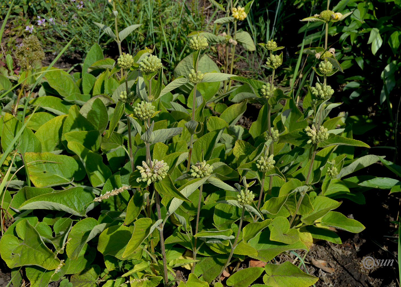 Image of Phlomis russeliana specimen.