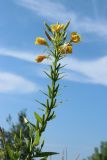 Oenothera biennis. Соцветие с бутонами, цветками и незрелыми плодами. Ленинградская обл., Кингисеппский р-н, окр. дер. Выбье, экологическая тропа; песчаная равнина между береговым валом и старой дюной, псаммофильный овсяницево-леймусовый луг на опушке овсяницево-зеленомошного сосняка. 13.07.2025.