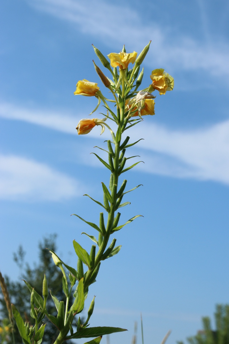 Image of Oenothera biennis specimen.