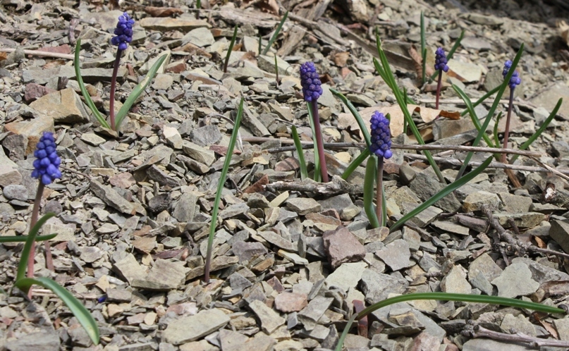 Image of Muscari armeniacum specimen.