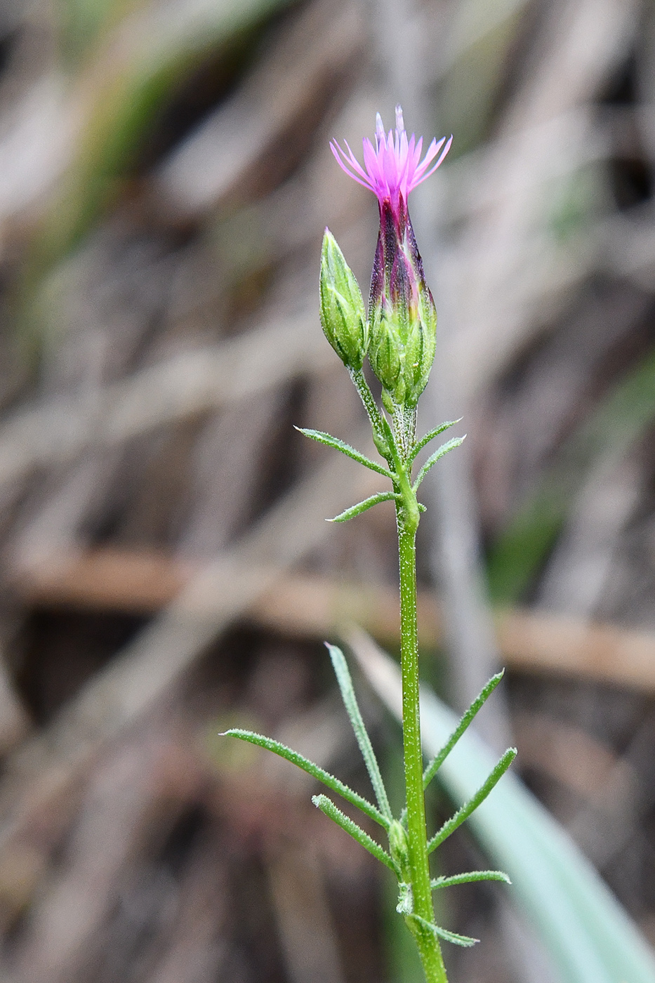 Изображение особи Crupina vulgaris.