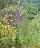 Campanula bononiensis