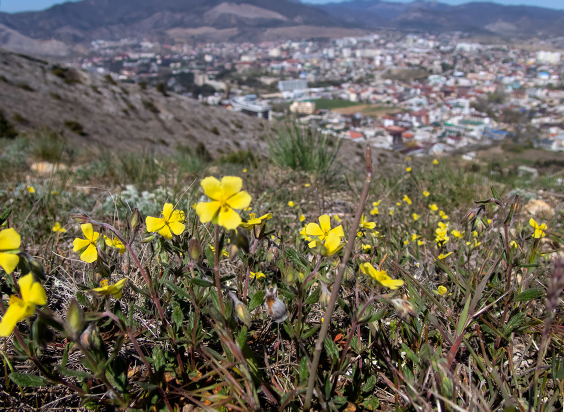 Image of Helianthemum salicifolium specimen.
