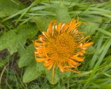 Inula orientalis. Соцветие. Кабардино-Балкария, Черекский р-н, дол. р. Чайнашки, ≈ 1800 м н.у.м., овсяницевый лужок в каньоне водопадистого ручья. 29.07.2025.