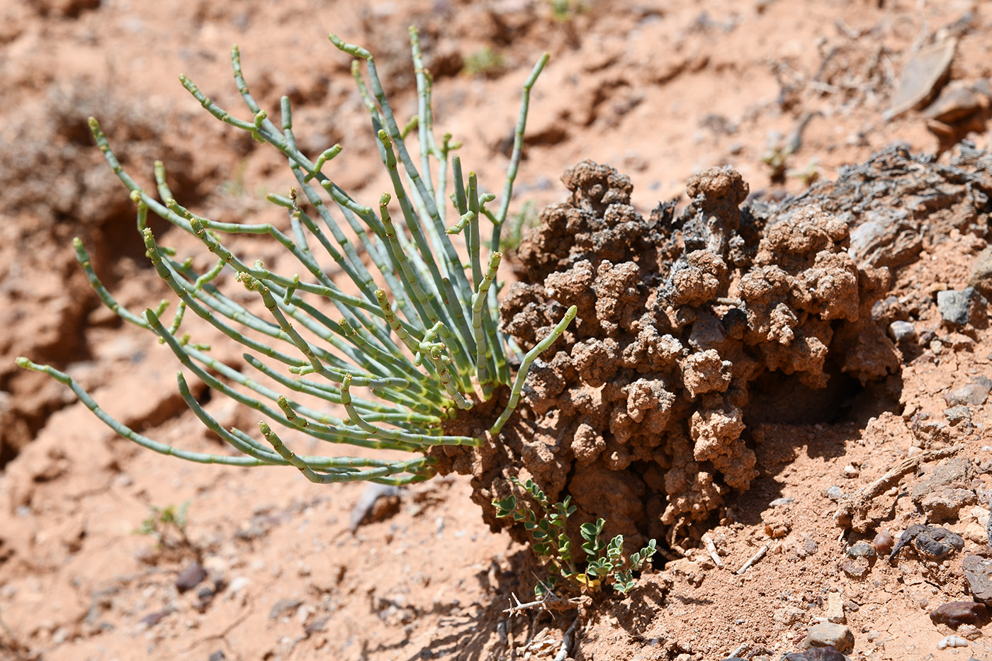 Image of Anabasis truncata specimen.