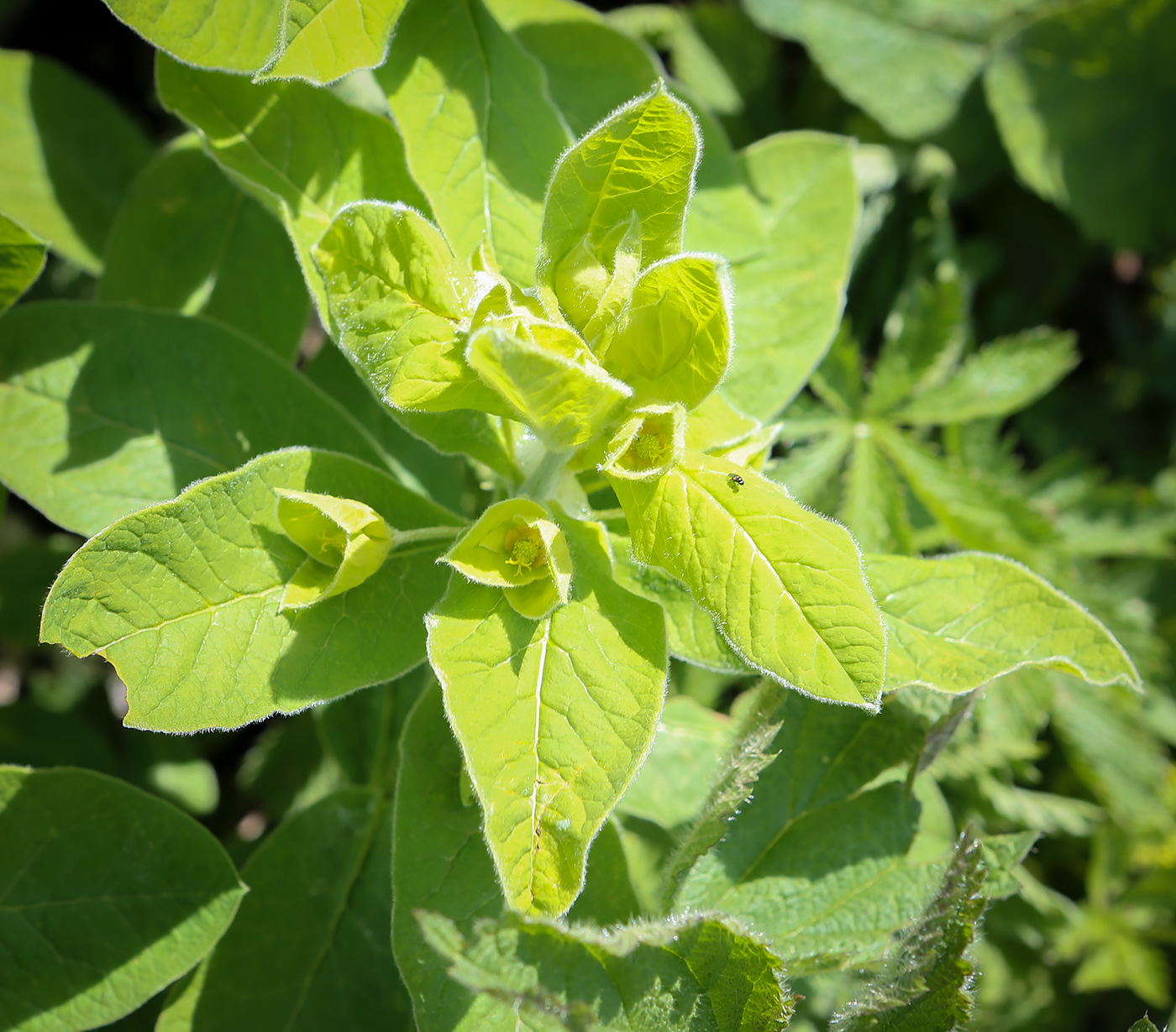 Изображение особи Euphorbia squamosa.