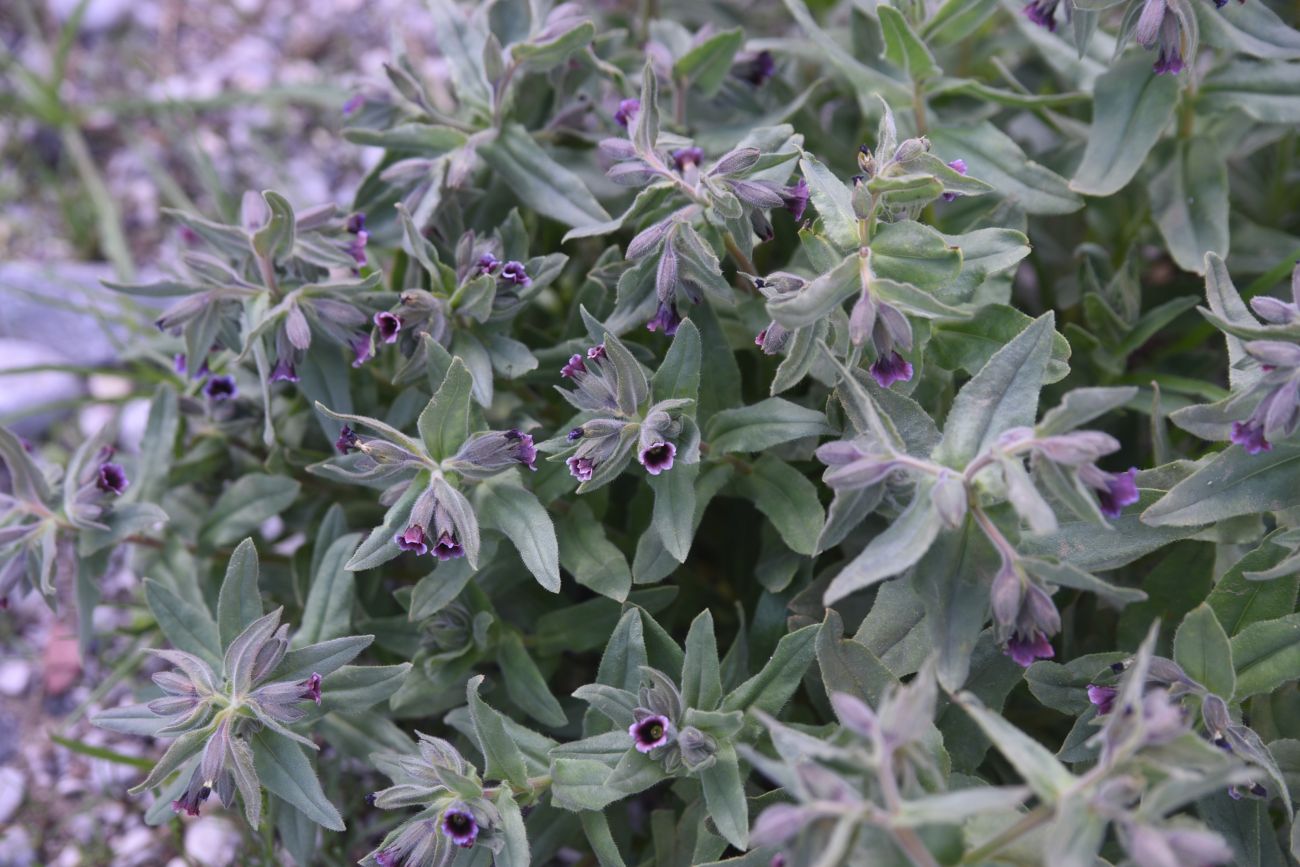 Изображение особи род Nonea.