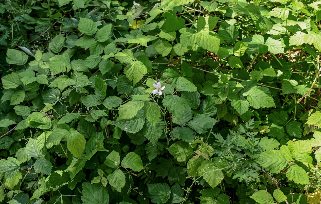 Image of Rubus caesius specimen.