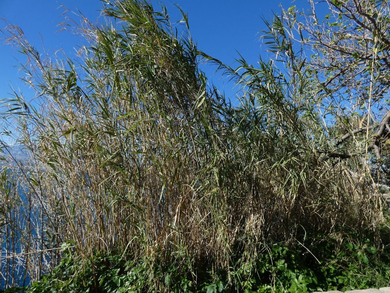 Image of Arundo donax specimen.