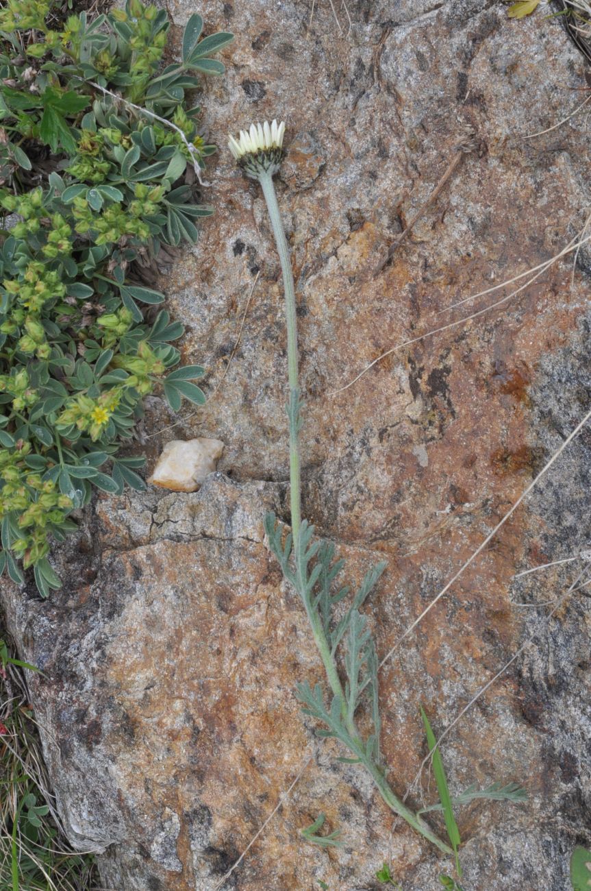 Image of Unknown species specimen.