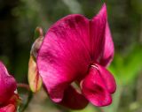 Lathyrus miniatus. Цветок. Крым, окр. г. Судак, северный склон горы Перчем, обочина грунтовой дороги. 23.04.2025.