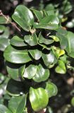 Ligustrum japonicum