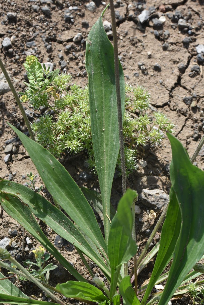 Image of Plantago lanceolata specimen.