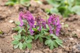 Corydalis solida. Цветущие растения. Ростовская обл., Октябрьский р-н, окр. станицы Бессергеневская, ООПТ \"Золотые горки\", глинистый склон. 22.03.2026.