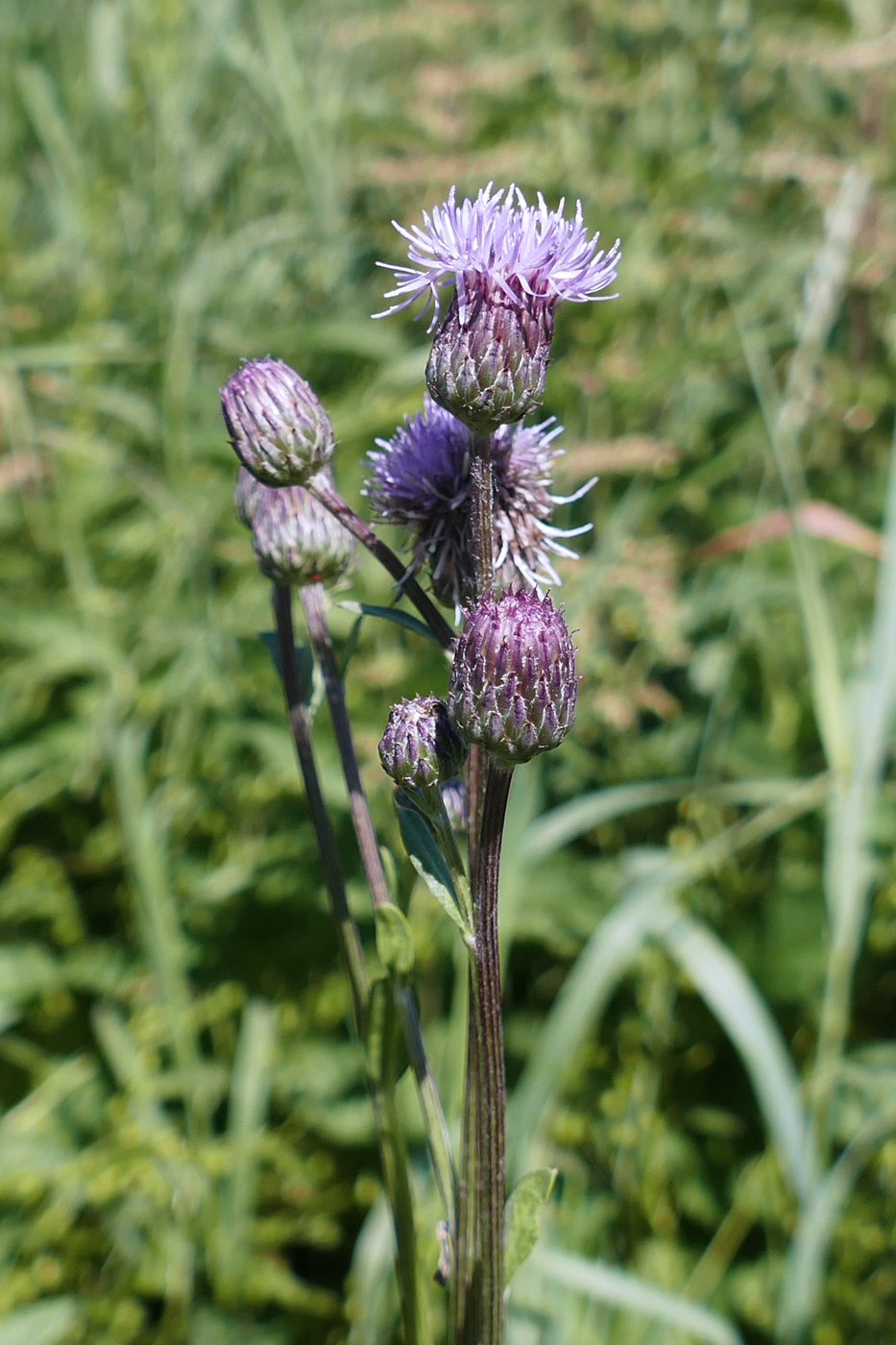 Image of Cirsium setosum specimen.