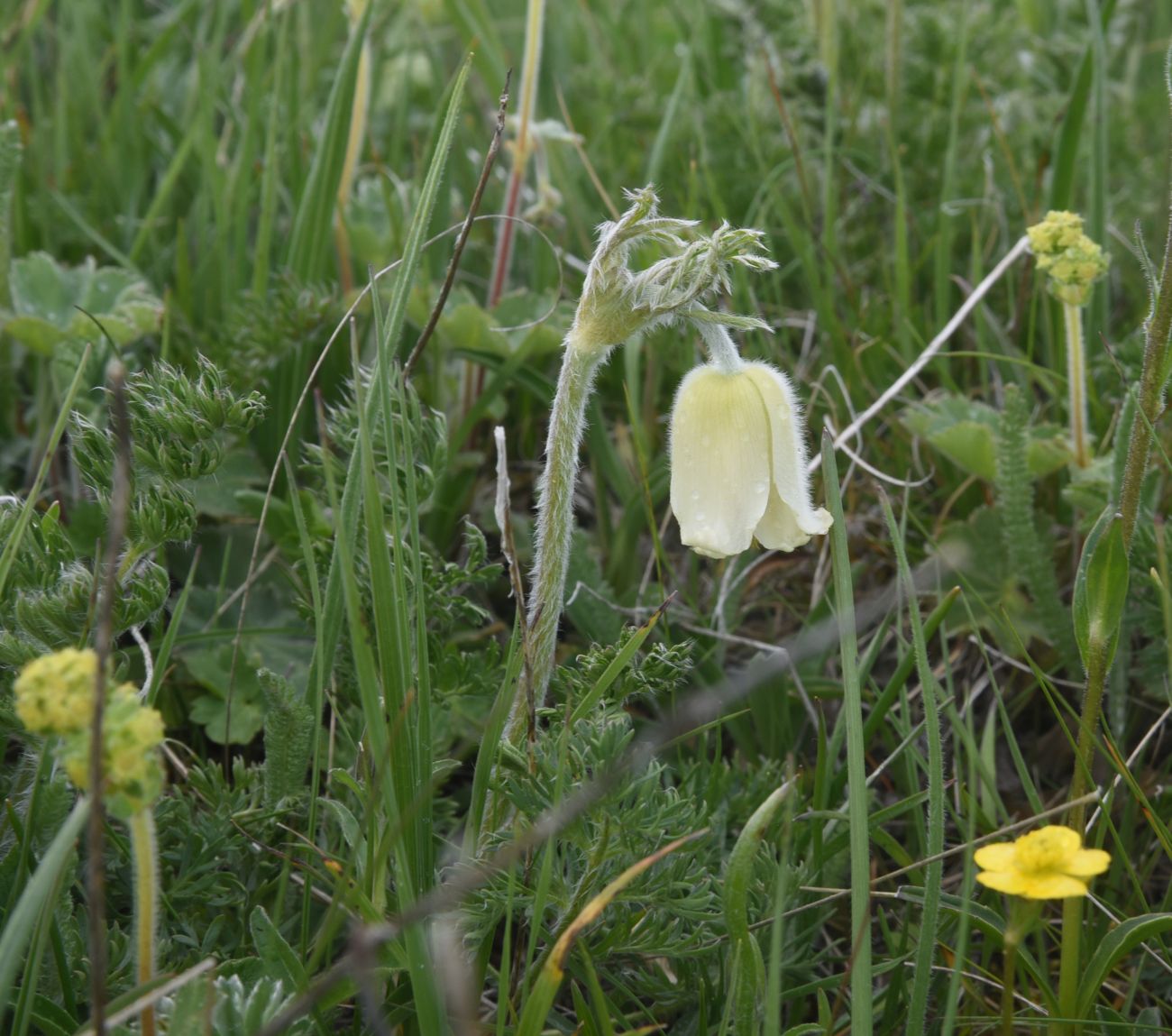 Изображение особи Pulsatilla albana.