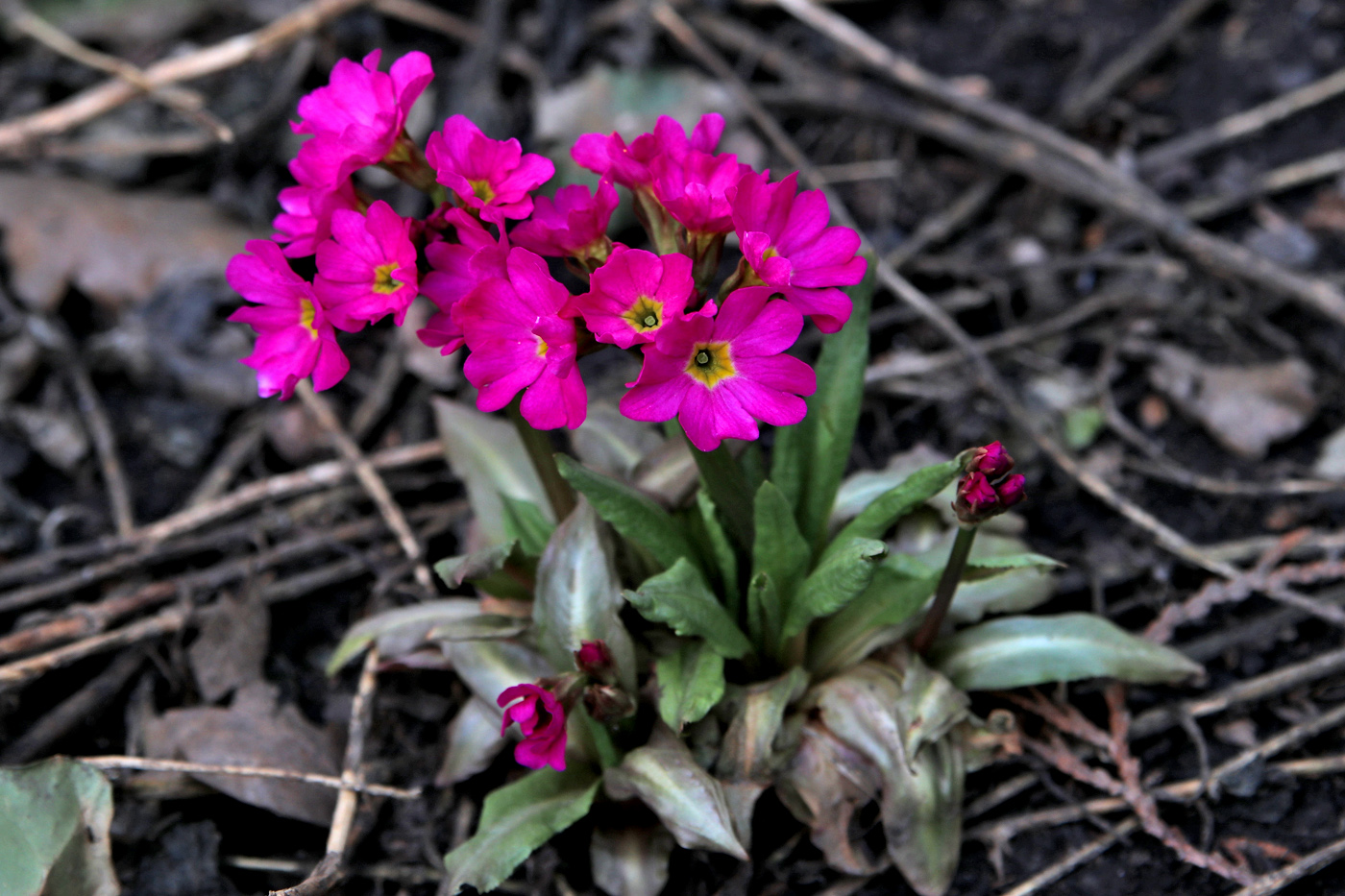 Image of Primula rosea specimen.