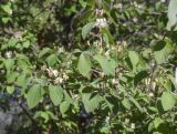Lonicera xylosteum. Верхушки ветвей с соцветиями с цветками и бутонами. Испания, Каталония, пров. Барселона, комарка Осона, муниципалитет Виланова-де-Сау, водохранилище Сау, залесенный склон сев. экспозиции, обочина дороги. 14.04.2026.