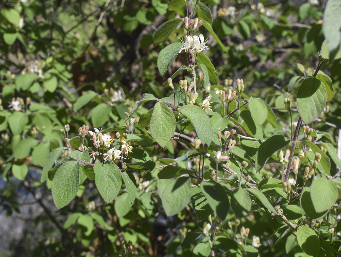 Image of Lonicera xylosteum specimen.