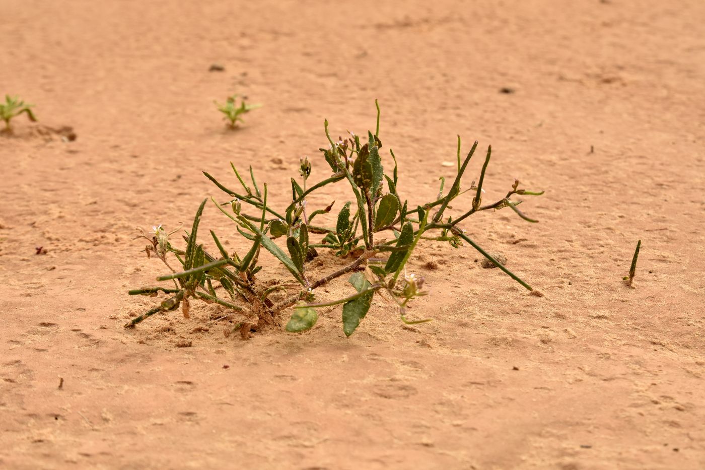Image of Strigosella stenopetala specimen.