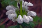 Lamium album. Соцветие. Московская обл., Раменский р-н, окр. дер. Хрипань, садовый участок. 24.05.2026.
