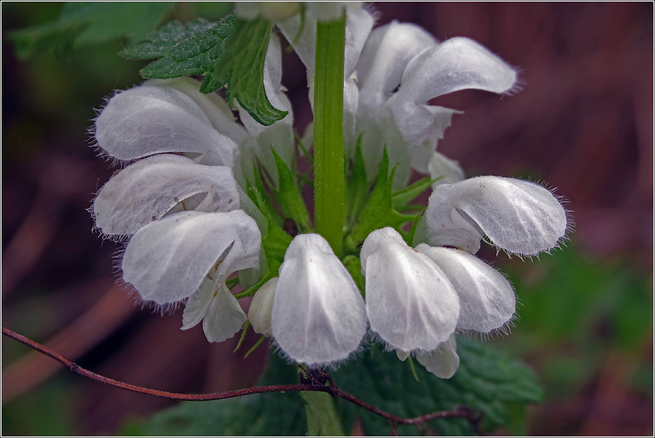Image of Lamium album specimen.