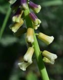 genus Bellevalia