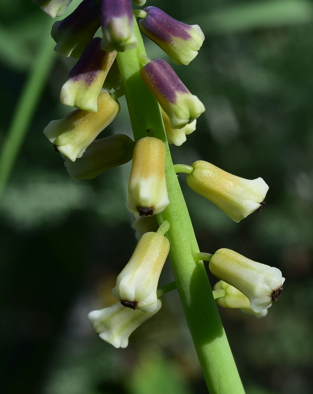 Image of familia Hyacinthaceae specimen.