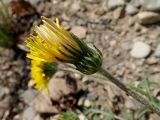 Taraxacum multisectum. Разворачивающееся соцветие (со стороны обёртки). Хабаровский край, г. Комсомольск-на-Амуре, обочина дороги. 22.05.2026.