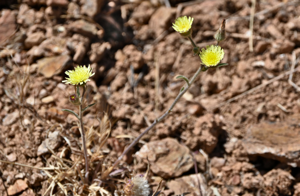 Image of Andryala integrifolia specimen.
