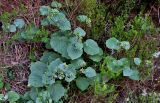 Pericallis aurita
