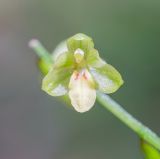 Ephippianthus schmidtii. Цветок. Хабаровский край, р-н имени Лазо, верховье р. Ко, выс. ≈ 1170 м н.у.м., долинный хвойный лес. 01.08.2026.