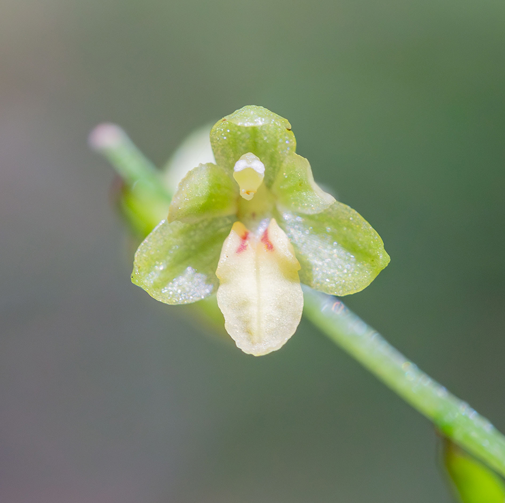 Image of Ephippianthus schmidtii specimen.