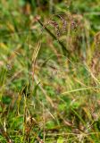 Luzula parviflora. Верхушка плодоносящего растения. Хабаровский край, р-н имени Лазо, массив горы Ко, выс. ≈ 1800 м н.у.м., высокогорная лужайка. 02.08.2026.