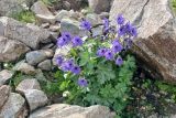 Delphinium caucasicum