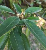 Quercus myrsinaefolia. Верхушка побега с жёлудем. Абхазия, г. Сухум, Ботанический сад. 13.08.2024.