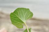 Calystegia soldanella. Лист (вид на абаксиальную поверхность). Приморский край, Хасанский р-н, Зарубинское гор. пос., окр. с. Витязь, прибрежная каменистая терраса. 23.07.2026.