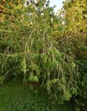 Callistemon viminalis. Вегетирующее растение. Краснодарский край, г. Сочи, парк \"Дендрарий\". 17.08.2026.