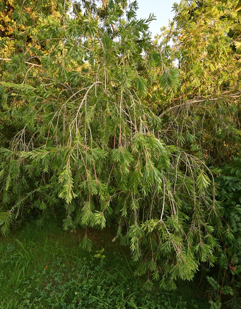 Изображение особи Callistemon viminalis.