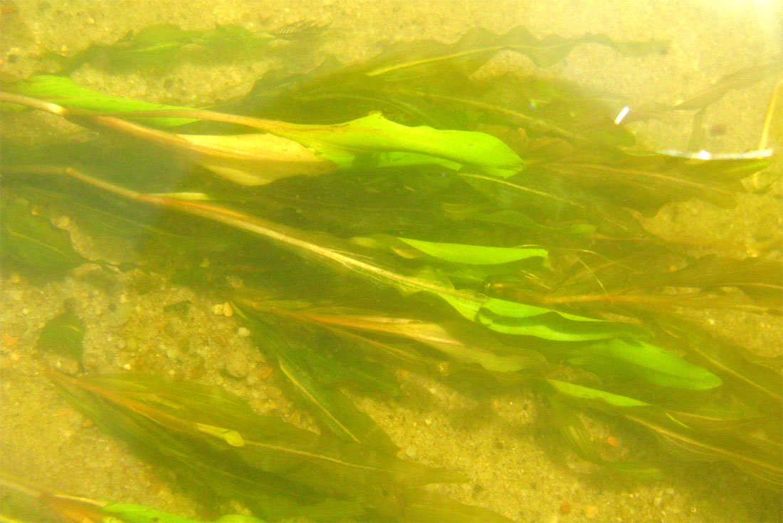 Image of Potamogeton alpinus specimen.