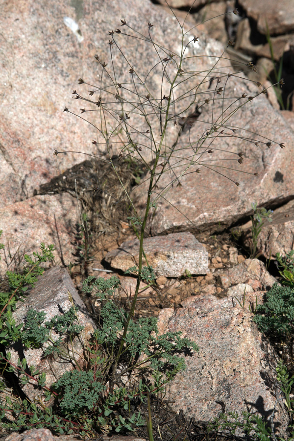 Image of Thalictrum isopyroides specimen.