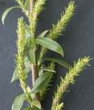 Salix triandra. Ветка с женскими соцветиями. Псковская обл., Себежский р-н. 13 мая 2007 г.