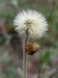 Pilosella officinarum. Соплодия. Смоленская обл., Смоленский р-н, окр. дер. Жарь, песчаный бугор. 09.06.2011.