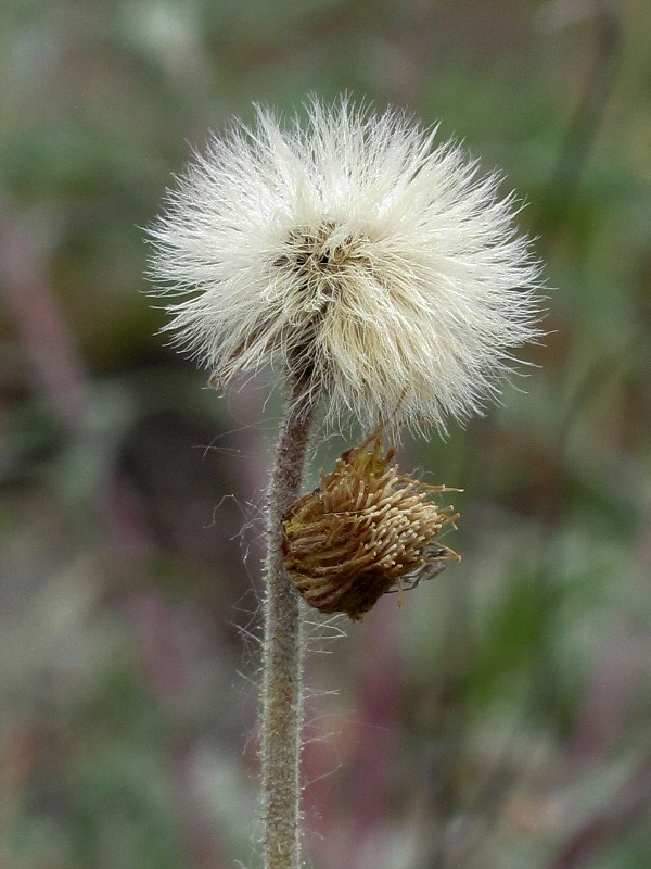 Image of Pilosella officinarum specimen.