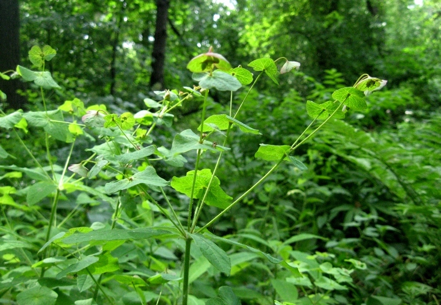 Изображение особи Euphorbia macroceras.