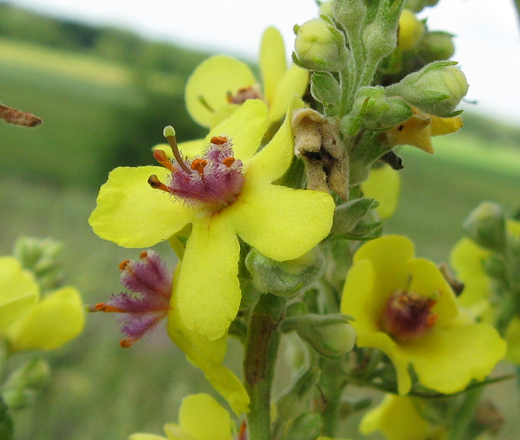 Image of Verbascum marschallianum specimen.