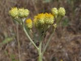 Helichrysum arenarium. Соцветия. Крым, Севастополь, м. Фиолент. 7 июля 2011 г.