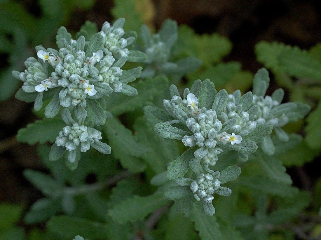 Image of Teucrium capitatum specimen.