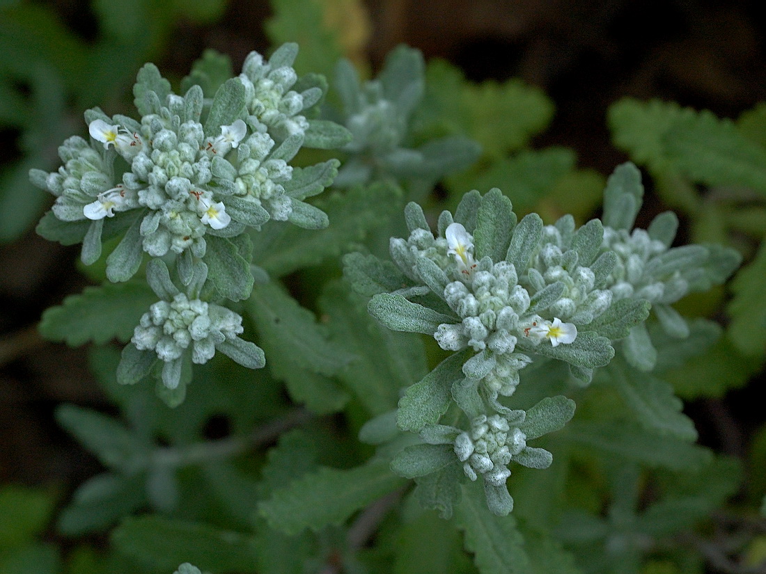 Изображение особи Teucrium capitatum.