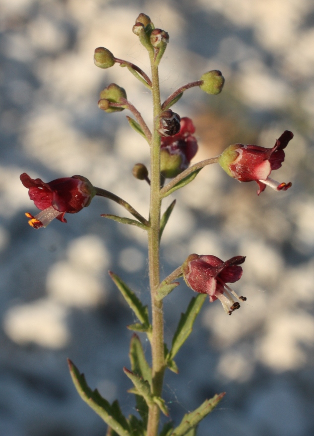 Изображение особи Scrophularia cretacea.